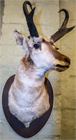 Taxidermy Pronghorn Antelope Bust Mount Trophy
