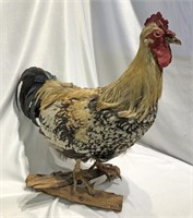 Vintage Stuffed Rooster Taxidermy