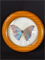 Framed Morpho Aega butterfly from Corupa Brazil