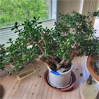 M150 Large Live jade plant