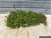 Flat of Ground Cover Plants