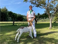 Jordan Boswell, Hydesville 4-H, Market Goat