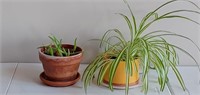 Aloe plant in clay pot, 7" and spider plant in