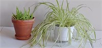 Aloe plant in clay pot and spider plant in