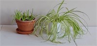 Aloe plant in clay pot, 7" and spider plant in