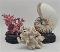 (KC) Coral and shell displays 4-8in h