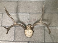 Mule Deer Antlers