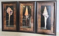 (3) Large Framed Seashell Pictures