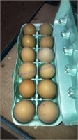 12 Fertile F2 Olive Egger Eggs