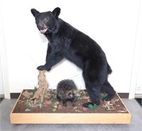 Black bear full mount with porcupine on portable