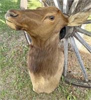 Cow moose shoulder mount