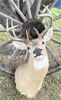 Whitetail buck shoulder mount with drop tine