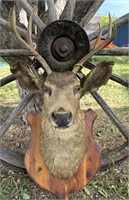 Whitetail deer shoulder mount
