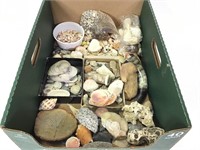Mixed Shells, Fossils & Mineral Specimens + Horn