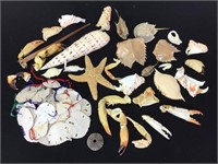 Preserved Pufferfish, Claws, Sand Dollars, Shells+