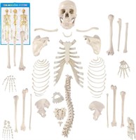 Life-Sized Human Skeleton Model
