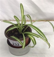 FW) LIVE PLANT, SWEET LIL SPIDER PLANT STARTER