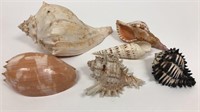 Lot of 6 Various Conch Shells