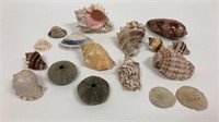 Lot of 17 Various Seashells