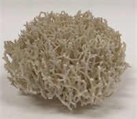 Large Piece of Coral
