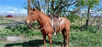 Rusty 4 yr. 15.3 Appendix Gelding