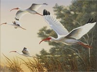 Mark Bray White Ibis Oil on Board Painting