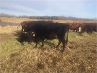Bred Cow, Jersey, horned, 5-6 yr old