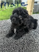 MALE SHIH POO PUP . NO PAPERS. BORN 4/20/24