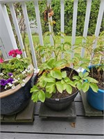 Potted Plant (deck)