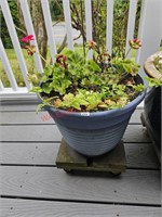 Potted Plant (deck)