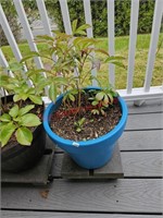 Potted Plant (deck)