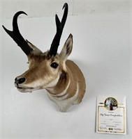 Wyoming Pope & Young Record Book Antelope