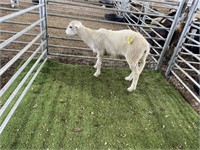 ARBY1793 WHITE RAM 48# P20