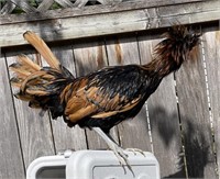 Gold Laced Polish rooster