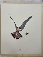 Ray Harm Print "Kestrel" (Sparrow Hawk)