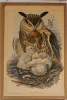 Great horned Owl ' Bubo Maximus' Gould engraving