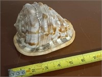 BULLMOUTH SHELL SOUTH AFRICAN RED HELMET