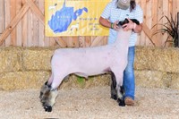 ECP Club Lambs X Bred Wether Sire Yearling Ram