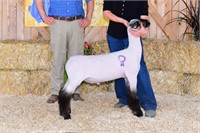 Fleener L/S X Bred W/S Spring Ram Lamb