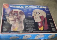 SKILCRAFT VISIBLE HUMAN HEAD MODEL KIT, CIRCA 1994