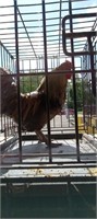 Bantam rooster