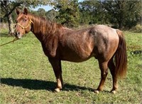 Dutton 13yr old Red Roan Quarter Horse Gelding