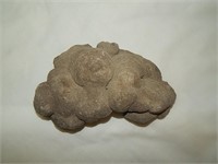 Coprolite Fossil Rock