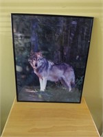 Wolf Picture Lot