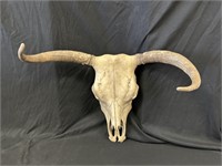 Cow Skull With Horns