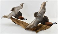 Redhead Ducks in Flight Taxidermy Waterfowl Trophy