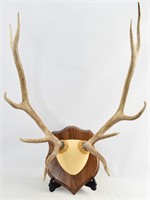 Mounted Deer Antler Taxidermy Trophy