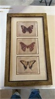 Butterfly drawings