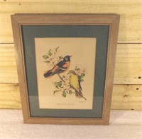 Vintage Framed Oriole Litho