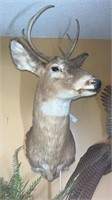 Mounted  Buck deer